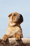 SHAR-PEI 323